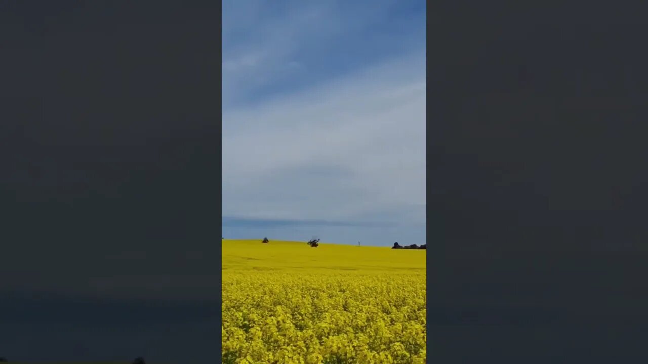 the sea of yellow