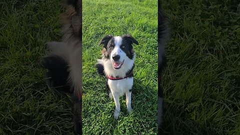 Mylo looking cute up the fields