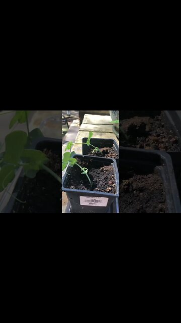 Acclimate Your Starters