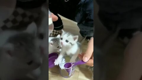 Cute baby #shorts #youtubeshorts #viralshorts #cat