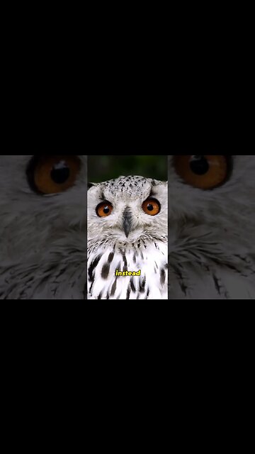 Owl's can't move their head