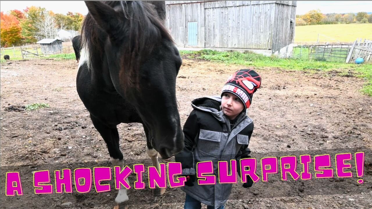 A Shocking Surprise On Thanksgiving On The Farm!