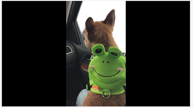 French Bulldog wears frog backpack to the car wash