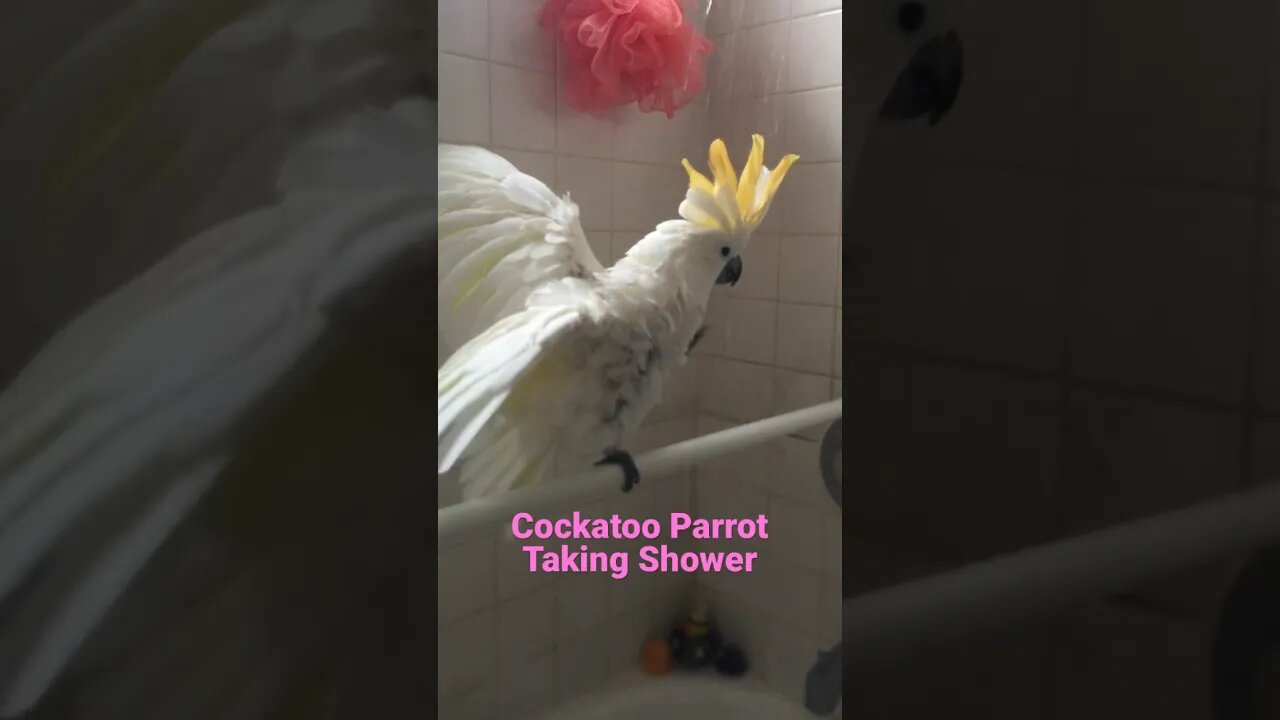 Cockatoo Parrot Taking Shower #parrot #cockatoo #birdbath