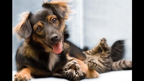 Cats and dogs, their relationship!