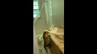 Monkey Destroys Bathroom