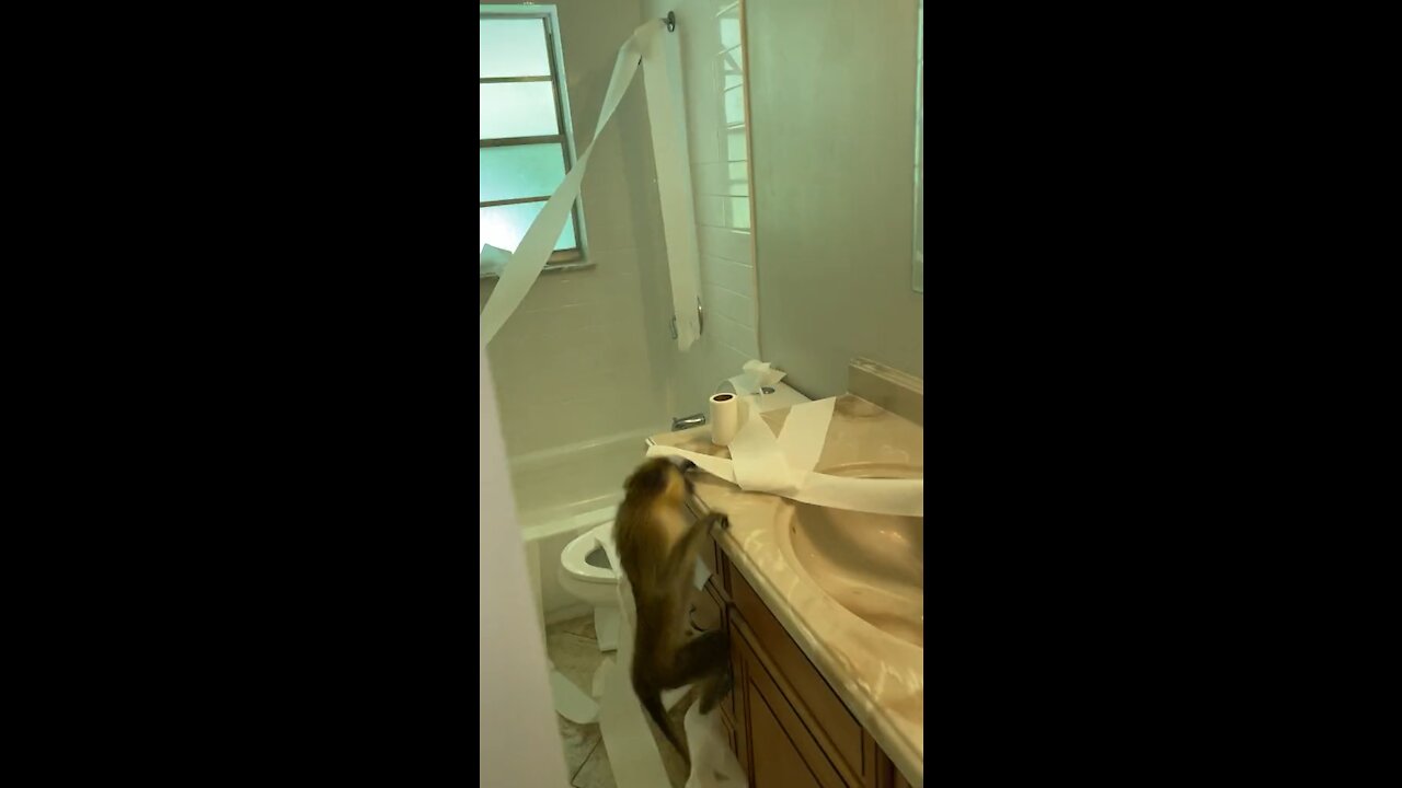 Monkey Destroys Bathroom