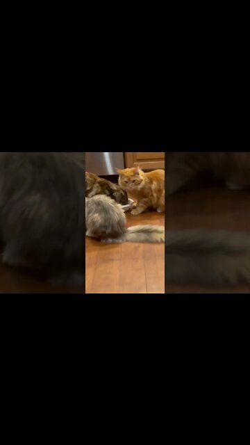 Cute kittens who’s your daddy