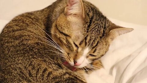 Cat Washes His Belly