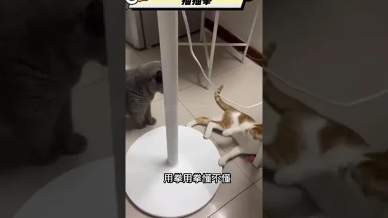 The duel between martial arts masters #shorts #animals #funny #ytshorts #cats #dogs #pets #gatos