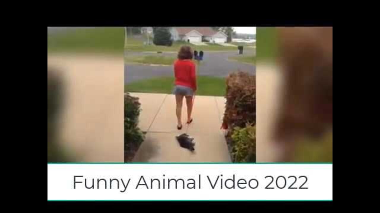 Funny Videos of Dogs & Cats 😻🐶 (WATCH THIS FOR YOU WANT TO LAUGH)