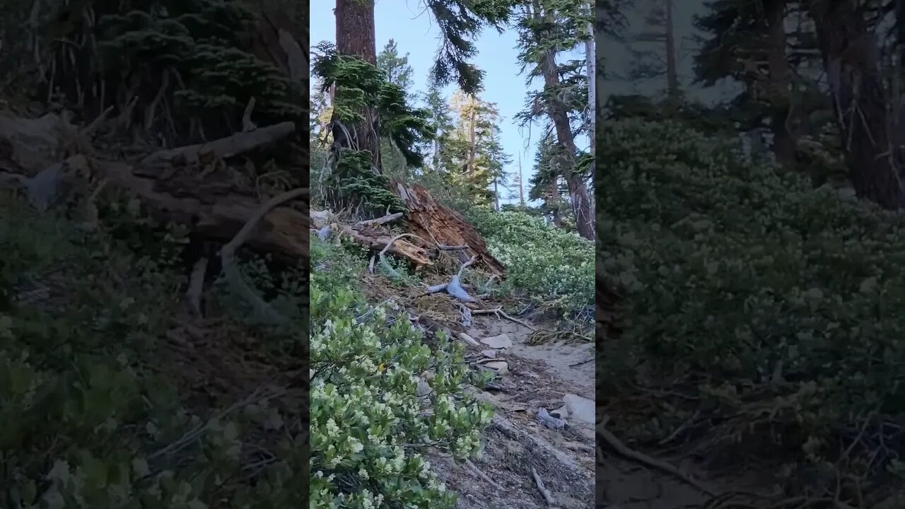 Ares as a service dog is very calm to the Sooty Grouse on the trail