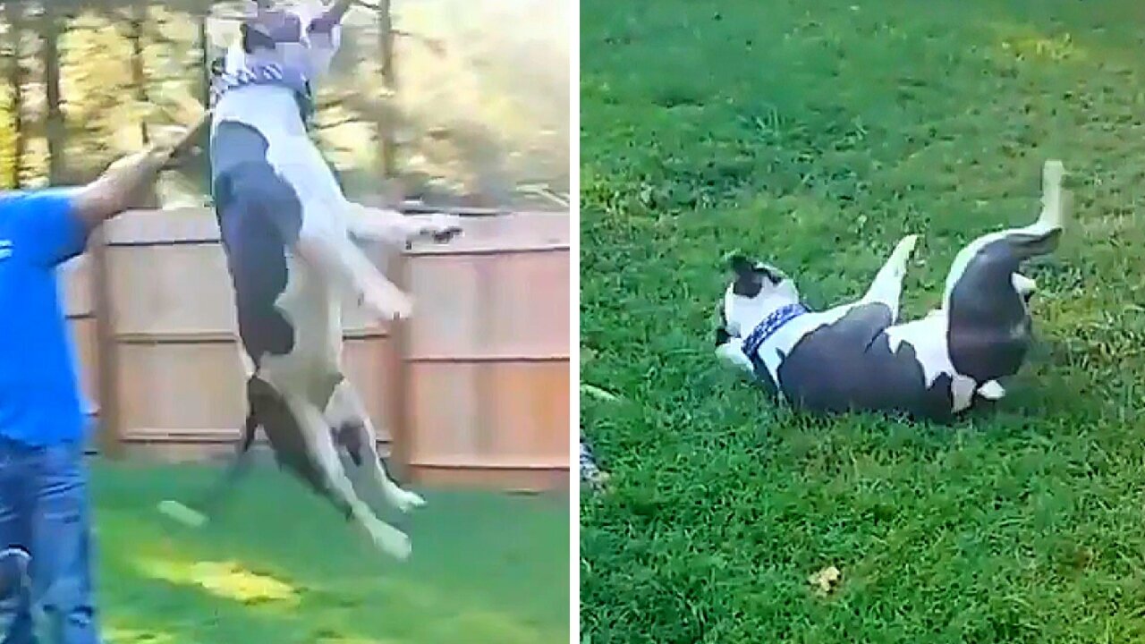 Bulldog decides to jump to get a big stick and ends up falling backwards on the ground