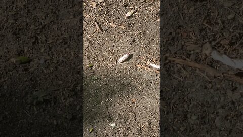 flower on ground #shorts