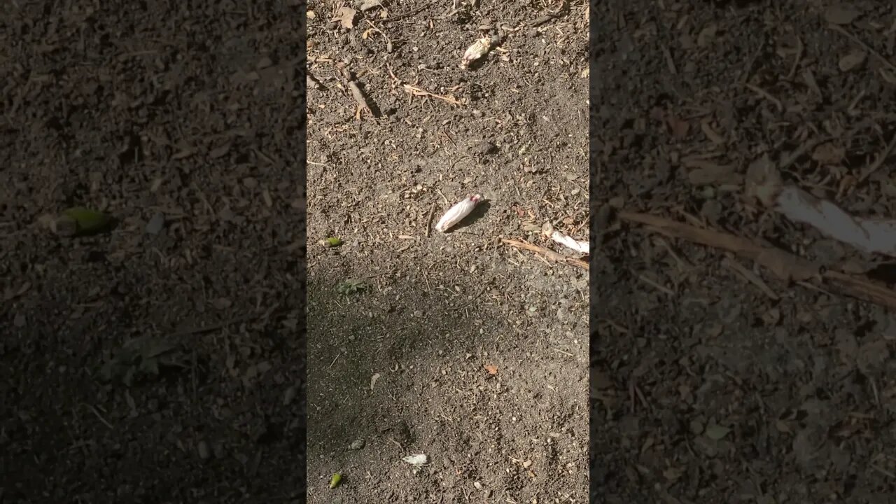 flower on ground #shorts