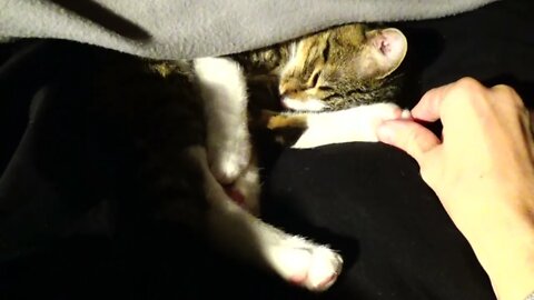 Cat Likes Warm Places for Sleeping