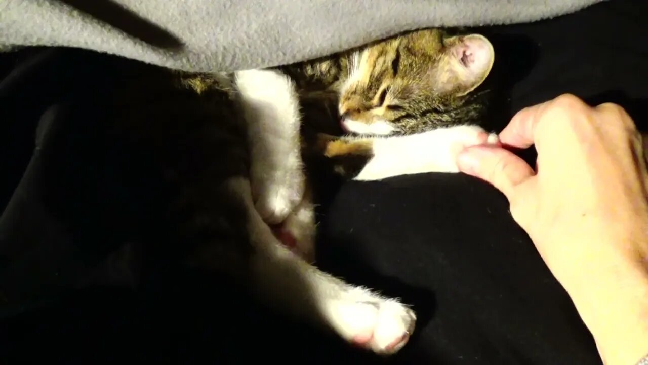 Cat Likes Warm Places for Sleeping