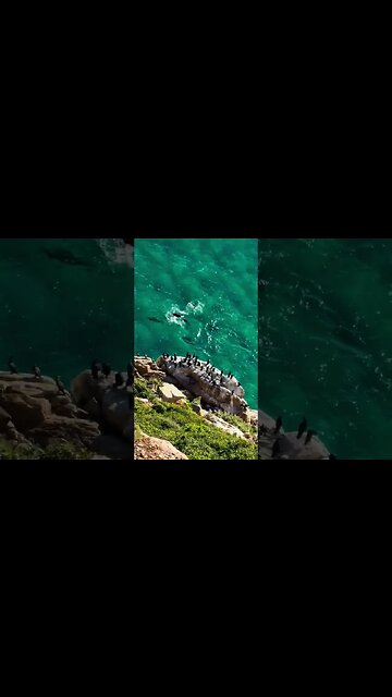 Seals In The Ocean #shorts | #ShortsAfrica | #Augdailyshorts