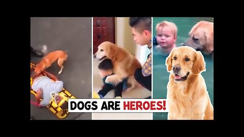 Top 10 Heroic Dogs Who Saved People's Lives!