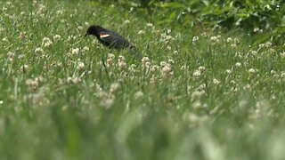 Bird rescue and rehab centers closely monitoring mysterious illness affecting songbirds