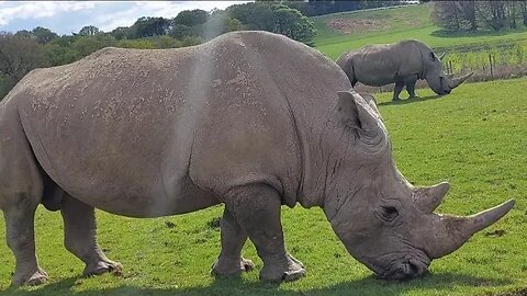 Safari Drive Part 1 ft Mr and Mrs Rhino