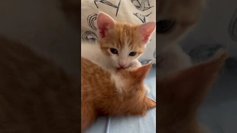 So lovely kittens