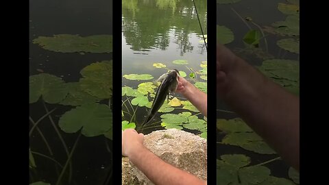 Dropshot Ultra Finesse Worm Action. #fishing #bass #bassfishing #finessefishing #dropshot #shorts