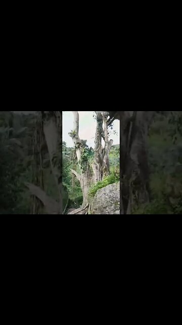 Giant Tree in the Forest #philippines #forest #gianttrees