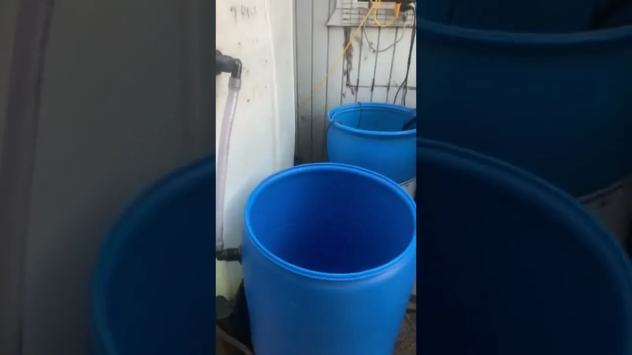 New Ranchu goldfish setup for the babies