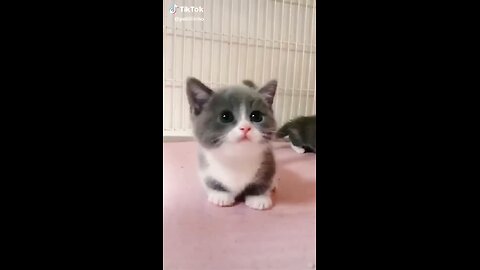 cute cat so good