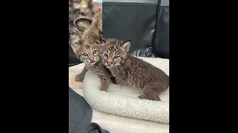 Big Cat Rescue Bobcat Rehab Program: Rehabbing Dutton, Kaye, Loo and Mare