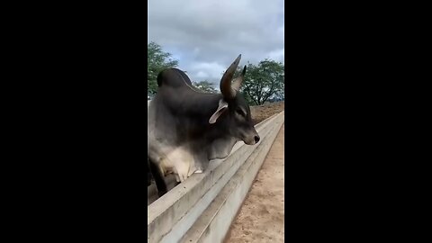 Cow animals so nice #shorts videos