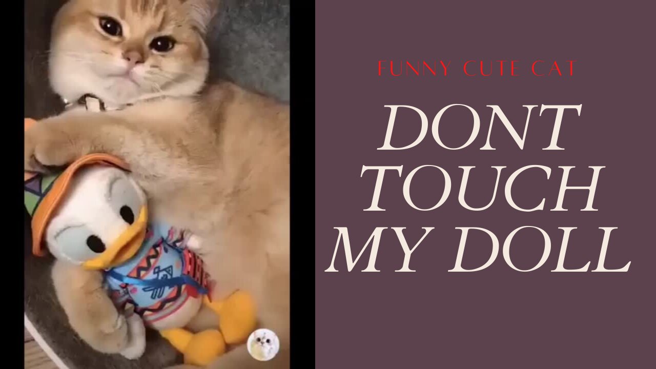 FUNNY CUTE CAT DON 'T TOUCH MY DOLL