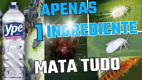 Detergente nas plantas: faz mal ou não? 1 Ingrediente que mata 5 espécie de insetos