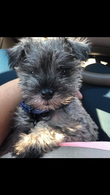 Adorable Miniature Schnauzer Puppy loves to play