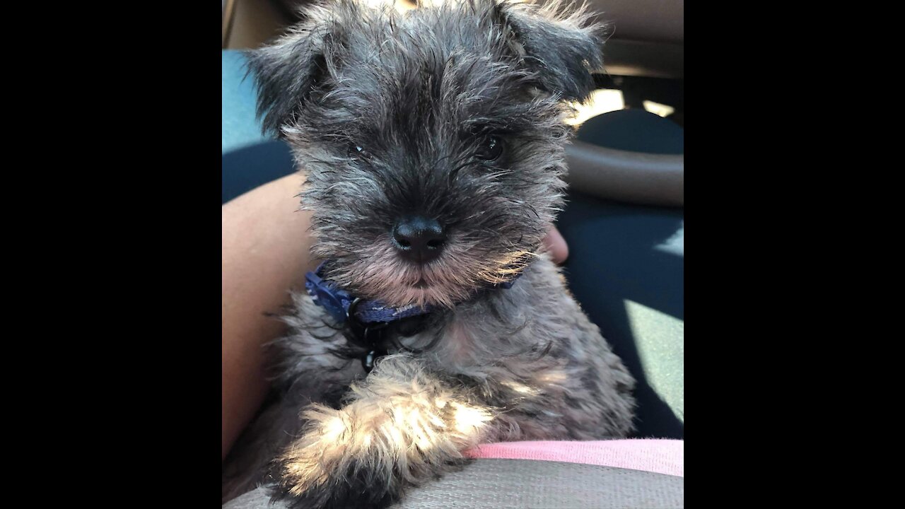 Adorable Miniature Schnauzer Puppy loves to play