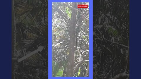 vlog picapau no meu quintal #shorts