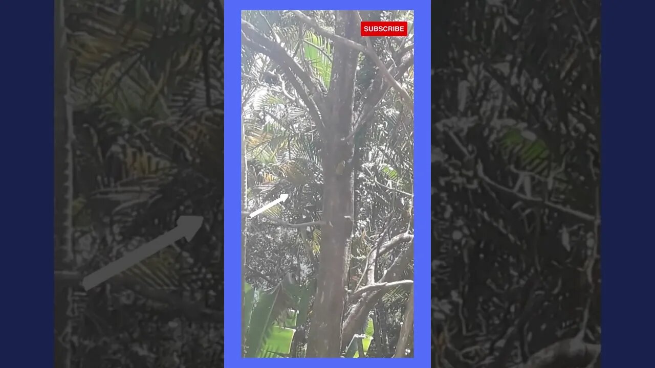 vlog picapau no meu quintal #shorts