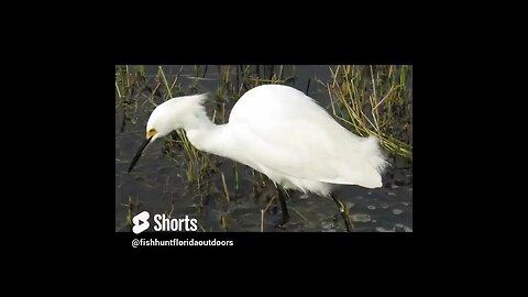 Snowy Egret