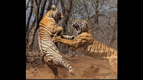 Fight with two tigers