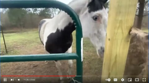 Is Voo doo Horse A Bully Or Is This A Feeding Problem? HINT: It's Never The Horse's Fault