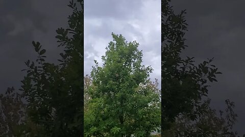 Rain Magic #rain #texas #cloud #centraltexas #naturelover #springrain #weather #centraltx