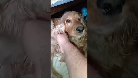 golden dog , shorts