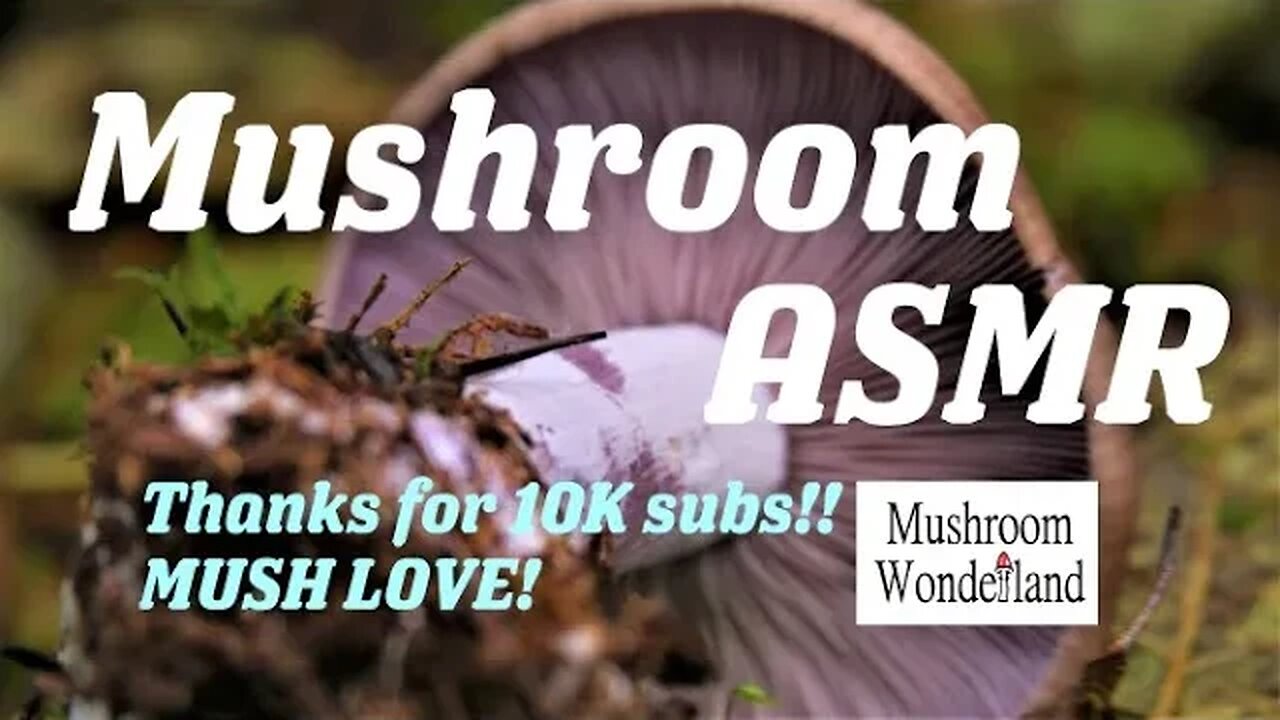 MUSHROOM PICKING ASMR, thanks to the fans for 10k subs!!