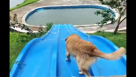 🐶 Funny Dog Videos 2022 🐶 EPISODE 9 🤣 It’s time for ANOTHER LAUGH with these crazy dogs 🐕