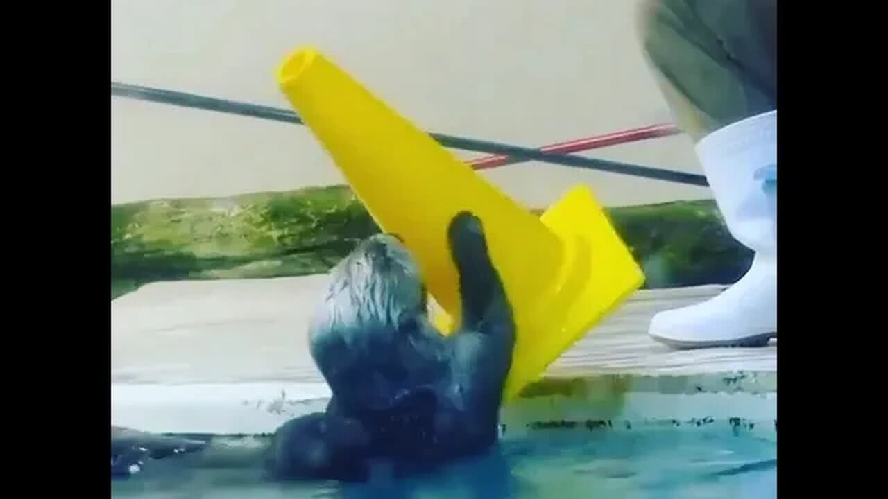 Cute Funny Sea Otter-1