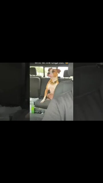 Who let the dogs out 🤣 #dog #doglovers