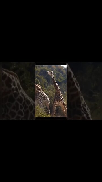 Giraffe 🦒 #shorts