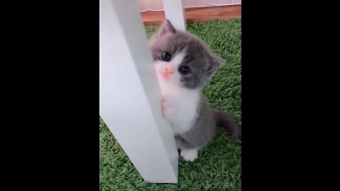 Best Funny Pussy and Puppy Videos