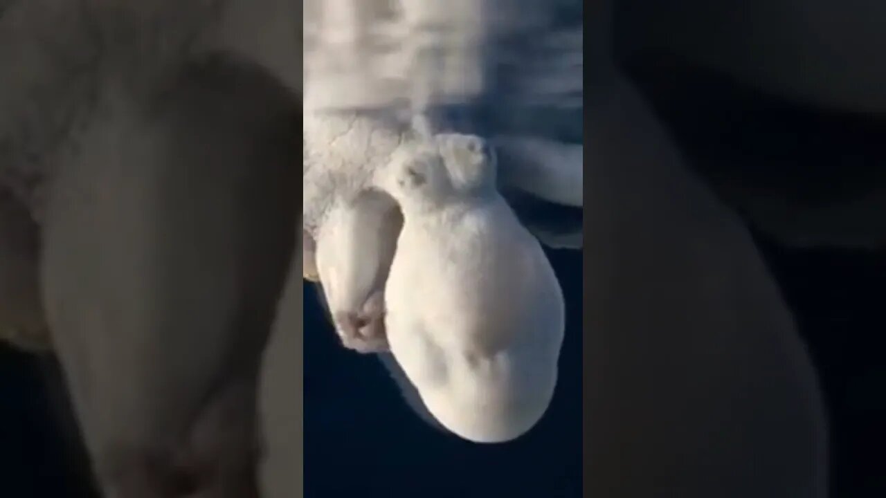 A Sleeping Octopus Changes Color While Dreaming.🐙